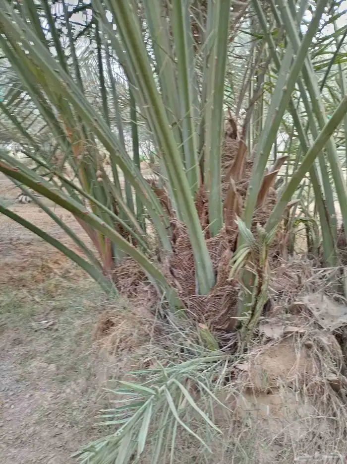 مقاول نخيل وشبوك 0