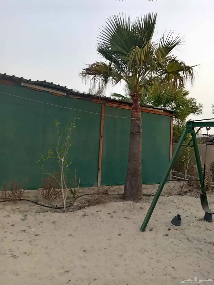 ابوياسين لبيع جميع انواع النخيل البلدي والواشنطن والفسيل 9