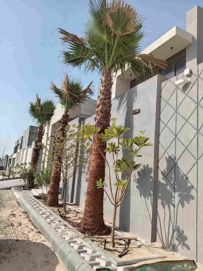 ابوياسين لبيع جميع انواع النخيل البلدي والواشنطن والفسيل 3