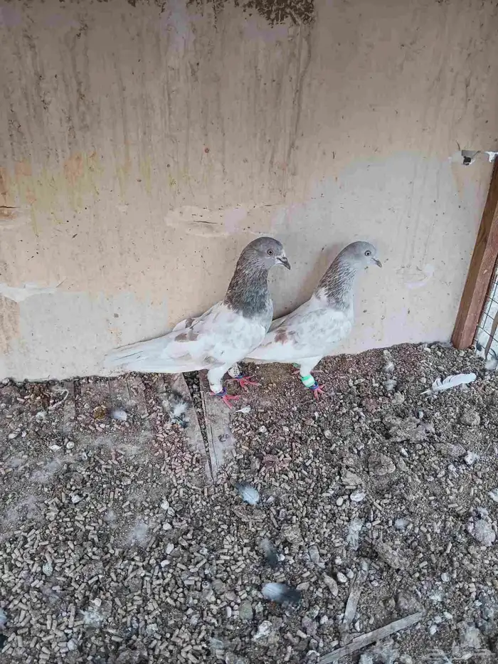 جوز باكستاني لاكا بطل ماشاء الله 5