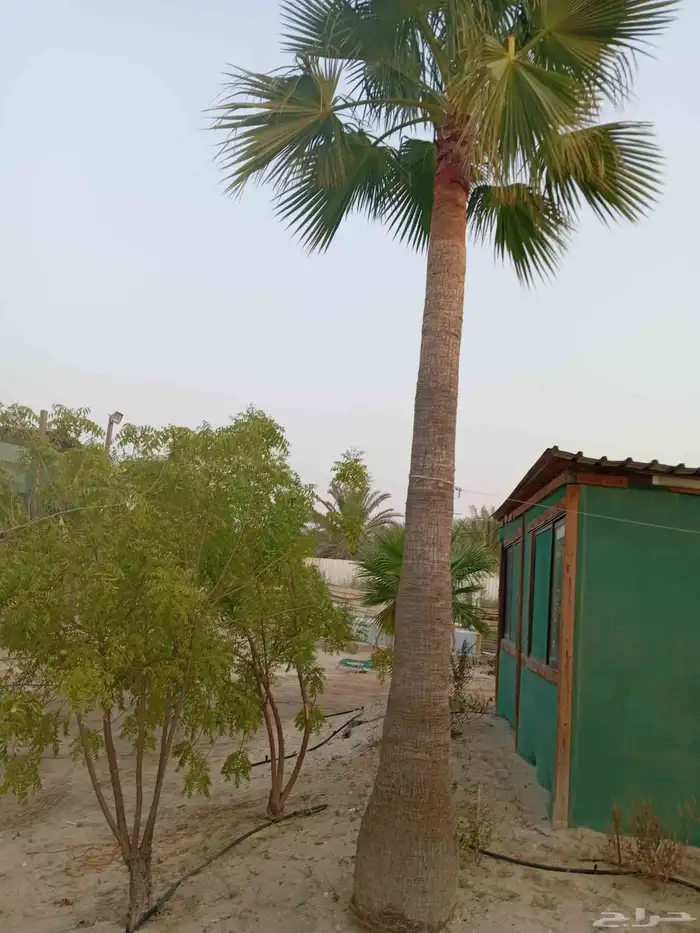 ابوياسين لبيع جميع انواع النخيل البلدي والواشنطن والفسيل 8