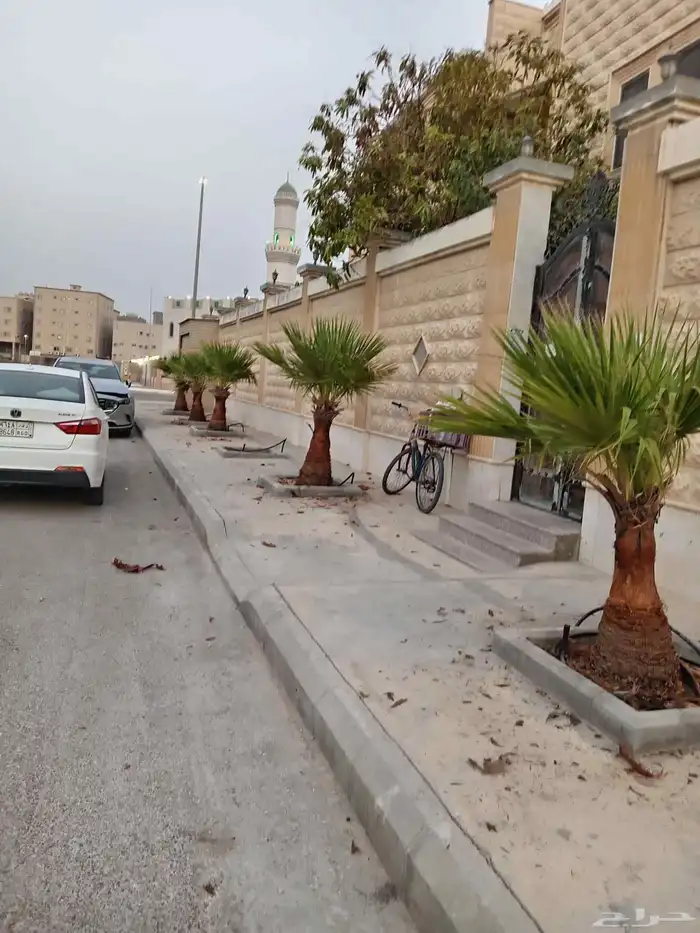 ابوياسين لبيع جميع انواع النخيل البلدي والواشنطن والفسيل 4