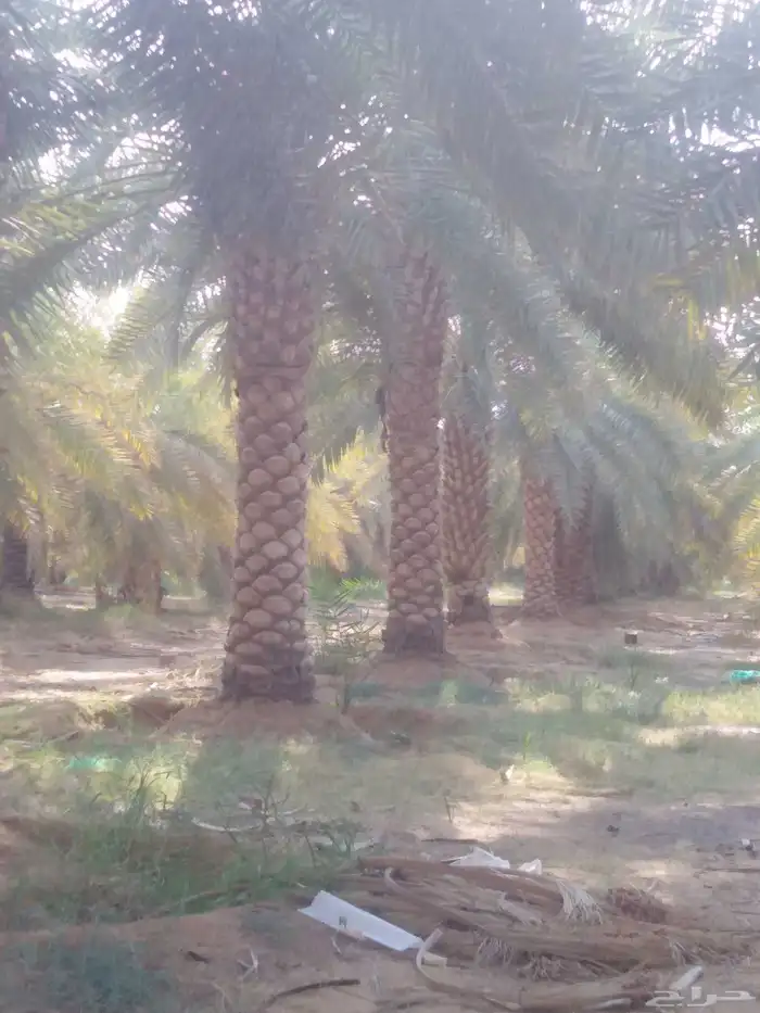 توريد جميع انواع فسايل النخل نخل العربي والجثايث 1