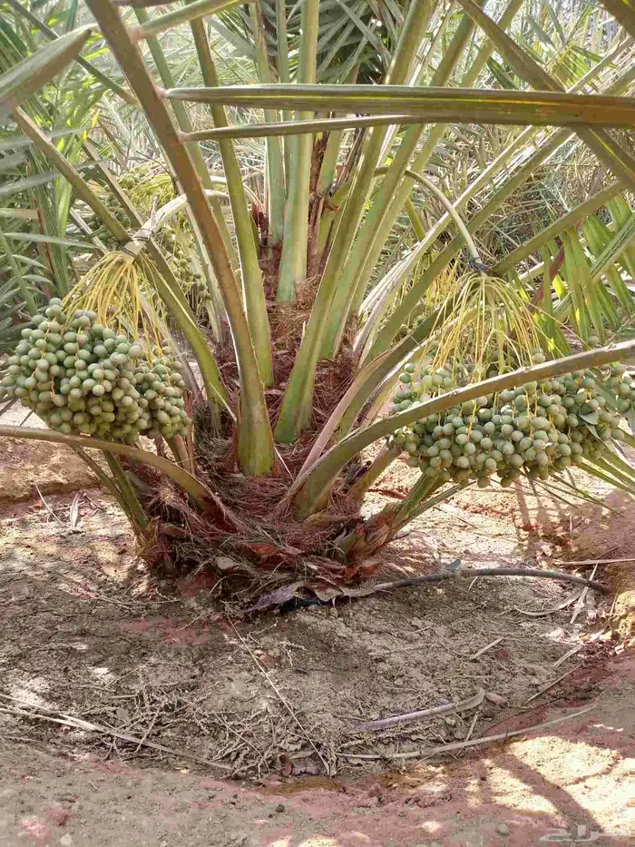 نخل مثمر فاخر للبيع اخلاص صقعي مجدول برحي شيشي ونانه 6