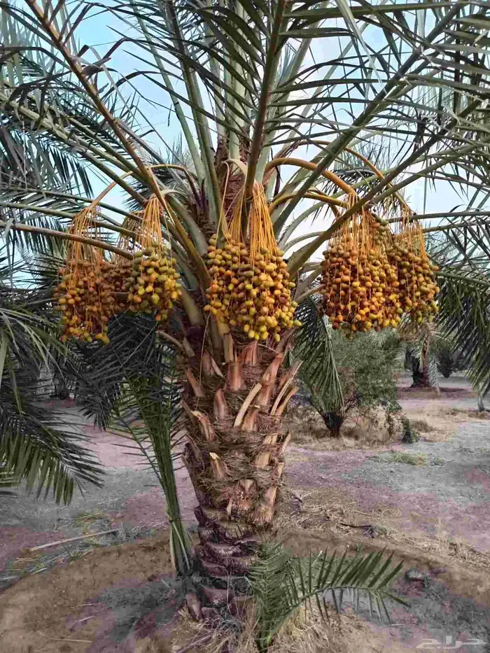نخيل  للبيع 1