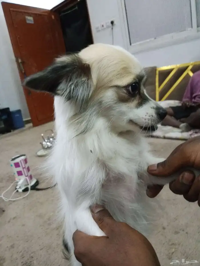 كلب شواوا للبيع لعوب العمر سنتين 1