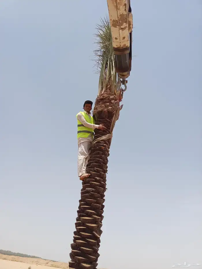 نخيل  للبيع 4