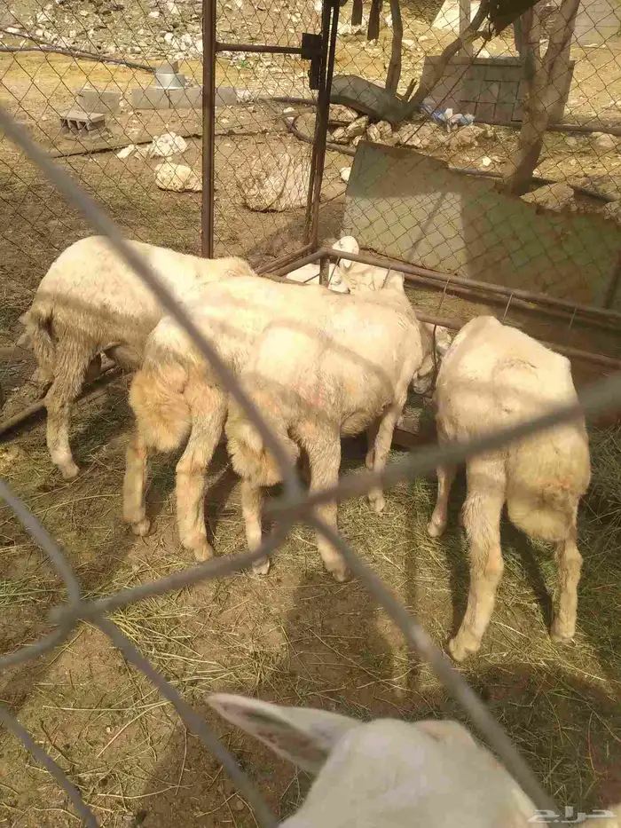اربعه طليان للبيع الجبيل 1
