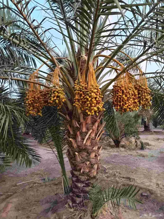 نخيل  للبيع 0