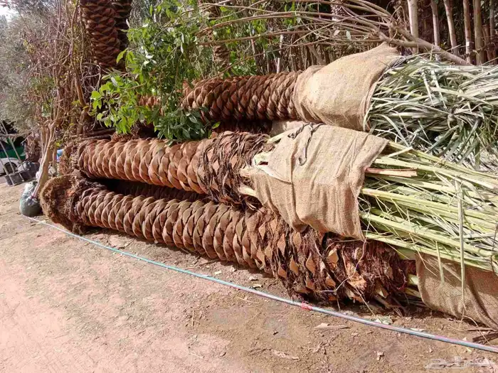 نخيل واشنطن ونخل عربي 1