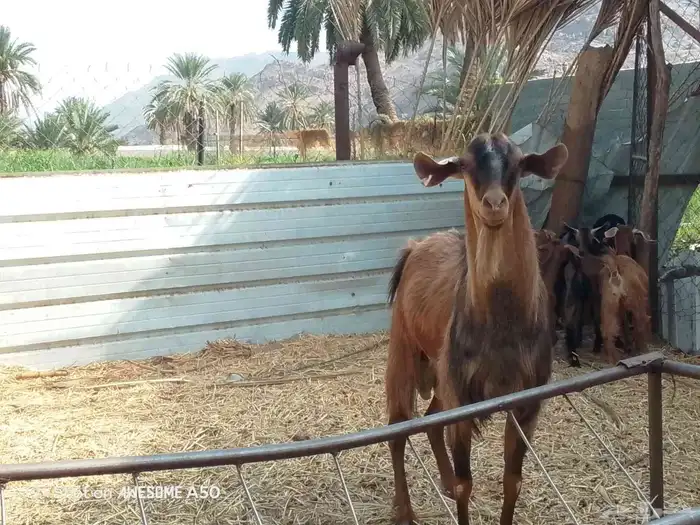 فحل معزاء تهامي 1