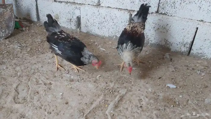 ديك عربي شوكي 5