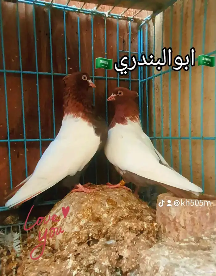 حمام ايراني 0
