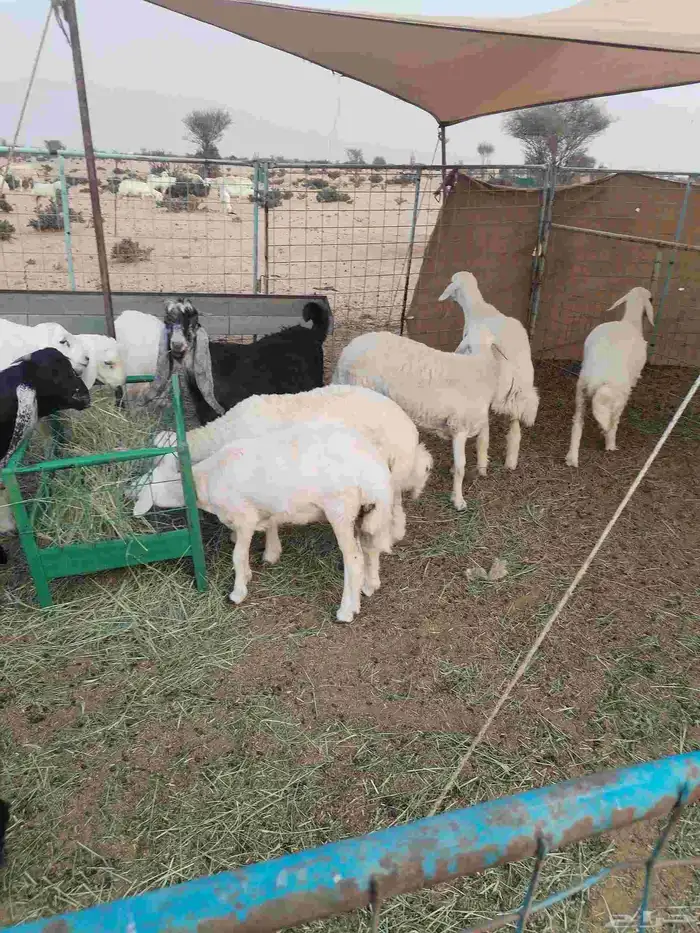 طليان وتيوس مخصاه للبيع 0