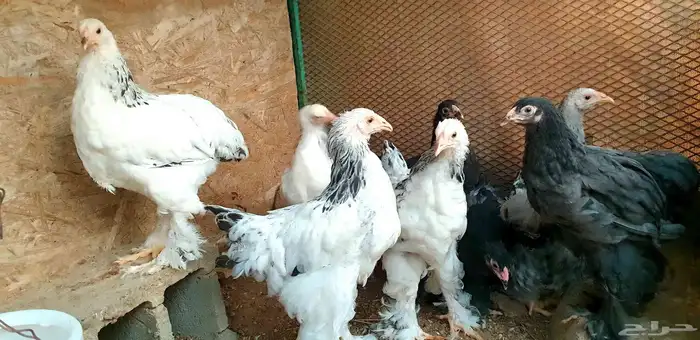 تم البيع...صيصان براهما كولومبي وأسود فاخر 4