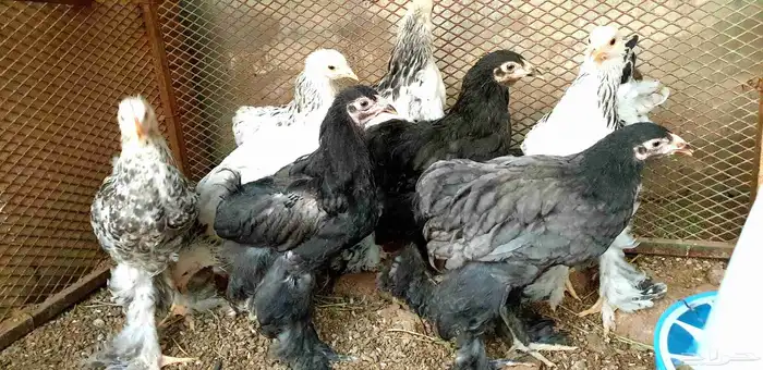 تم البيع...صيصان براهما كولومبي وأسود فاخر 5