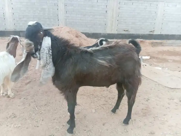 تيس فحل للبيع 0