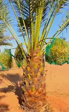 نخل للبيع شيشي واشنطني برحي صقعي نخيل اخلاص منيفي روثانا 6