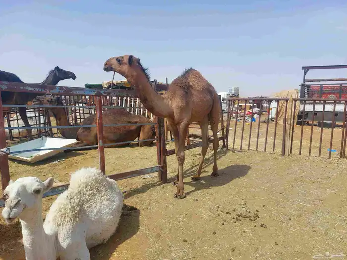 قعودمفرود دبياني كفو عليه5500 2