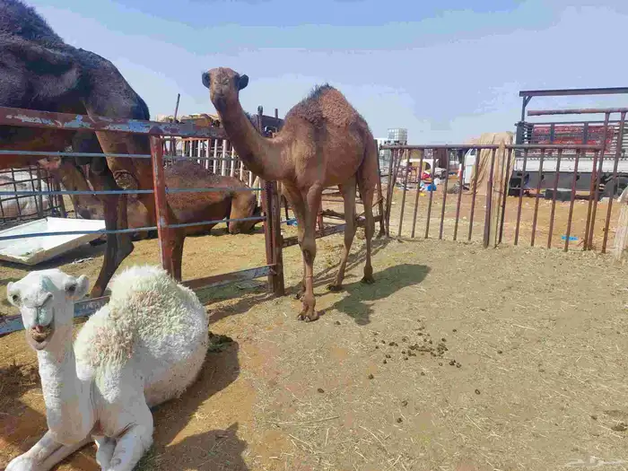 قعودمفرود دبياني كفو عليه5500 1