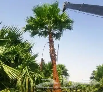 نخل مثمر اخلاص صقعي مجدول نخيل سكري هلالي منيفي عجوه 7