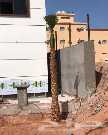 نخل مثمر اخلاص صقعي مجدول نخيل سكري هلالي منيفي عجوه 8