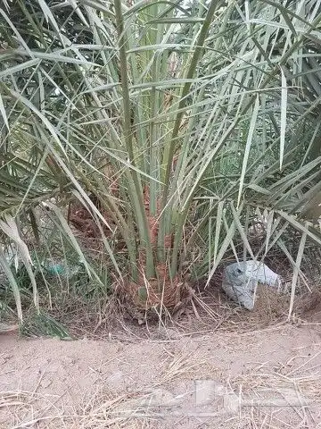 نخل مثمر اخلاص صقعي مجدول نخيل سكري هلالي منيفي عجوه 10