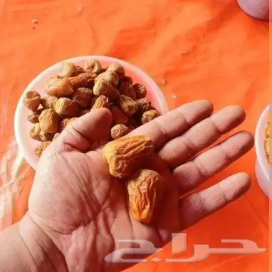 تمور فاخره جميع اانواع 5