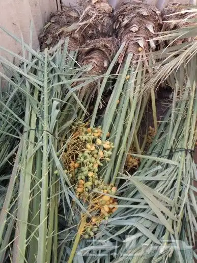 نخل مثمر اخلاص صقعي مجدول نخيل سكري هلالي منيفي عجوه 2