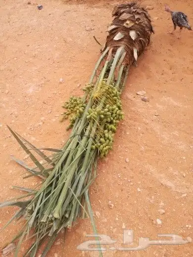 نخل مثمر اخلاص صقعي مجدول نخيل سكري هلالي منيفي عجوه 3