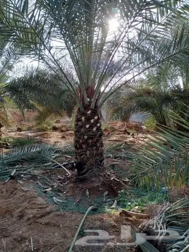 نخيل للبيع 2