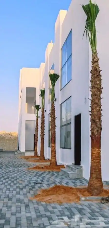 زراعه.النخيل.وتركيب.الشبوك 1