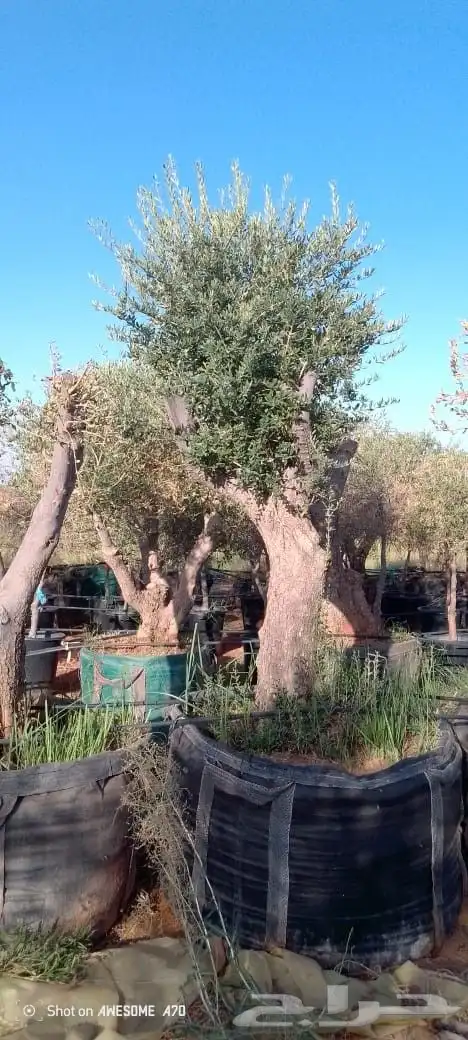 نخل وشنطونيا 5
