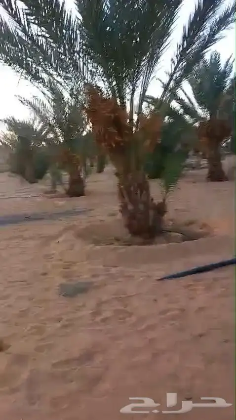 بيع تمر على روس النخل 1