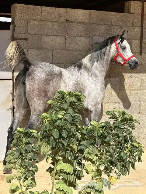 عسف الخيل 1