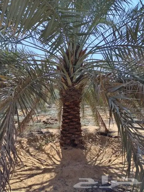 نخل للبيع شيشي واشنطني برحي صقعي نخيل اخلاص منيفي روثانا 1