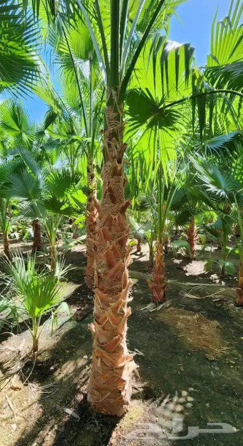 زراعه.النخيل.وتركيب.الشبوك 7