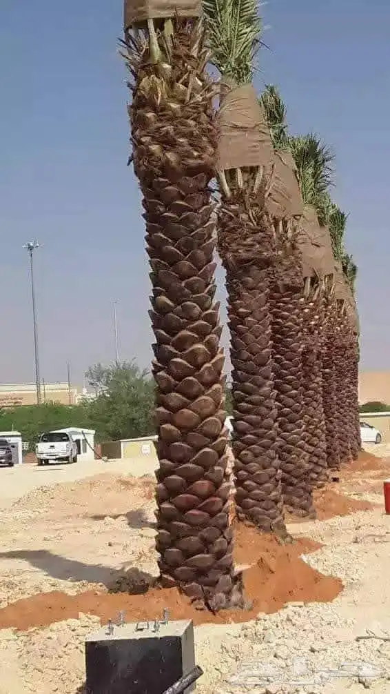 يوجد لدينا جميع انواع النخل للبيع 1