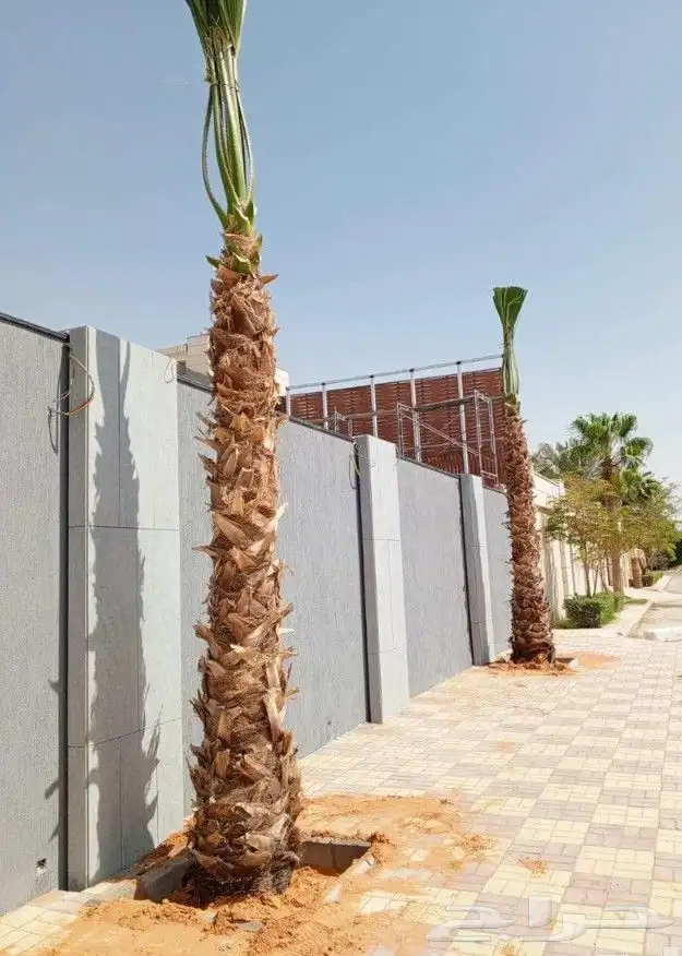زراعه.النخيل.وتركيب.الشبوك 6