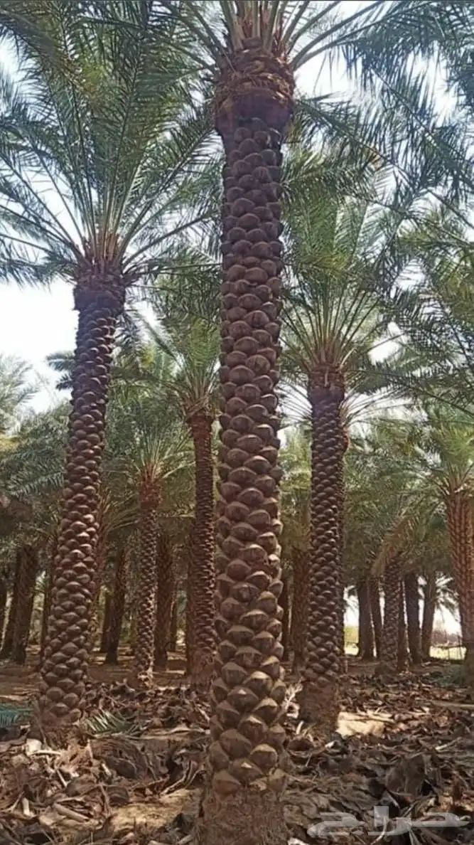 نخل واشنطن أمريكي ونخل عربي مثمر 3