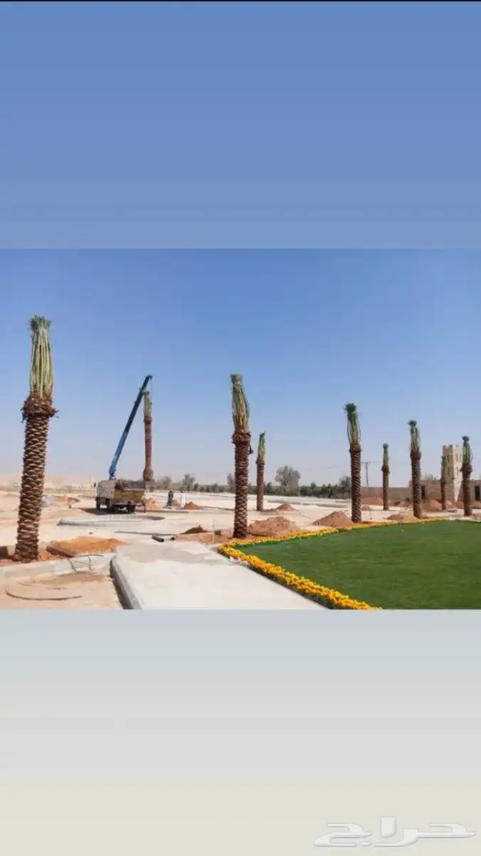 نخل واشنطن أمريكي ونخل عربي مثمر 8