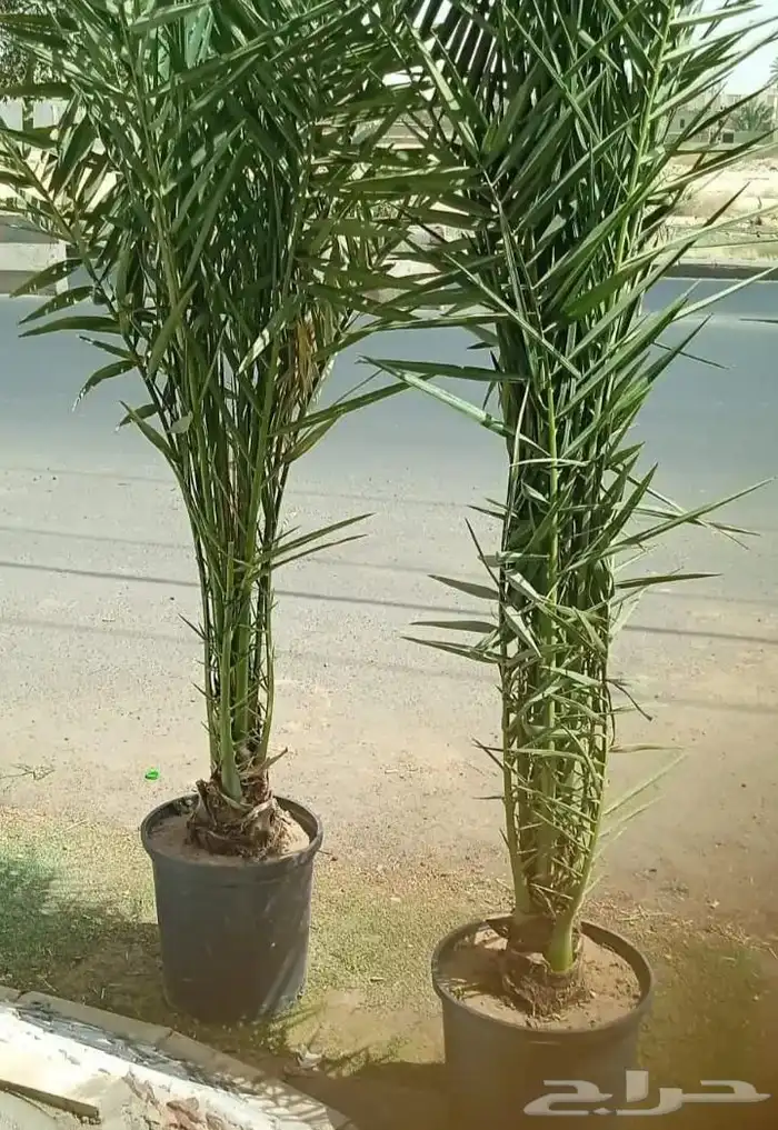 نخل للبيع مجذر وجثايث وفسايل 0