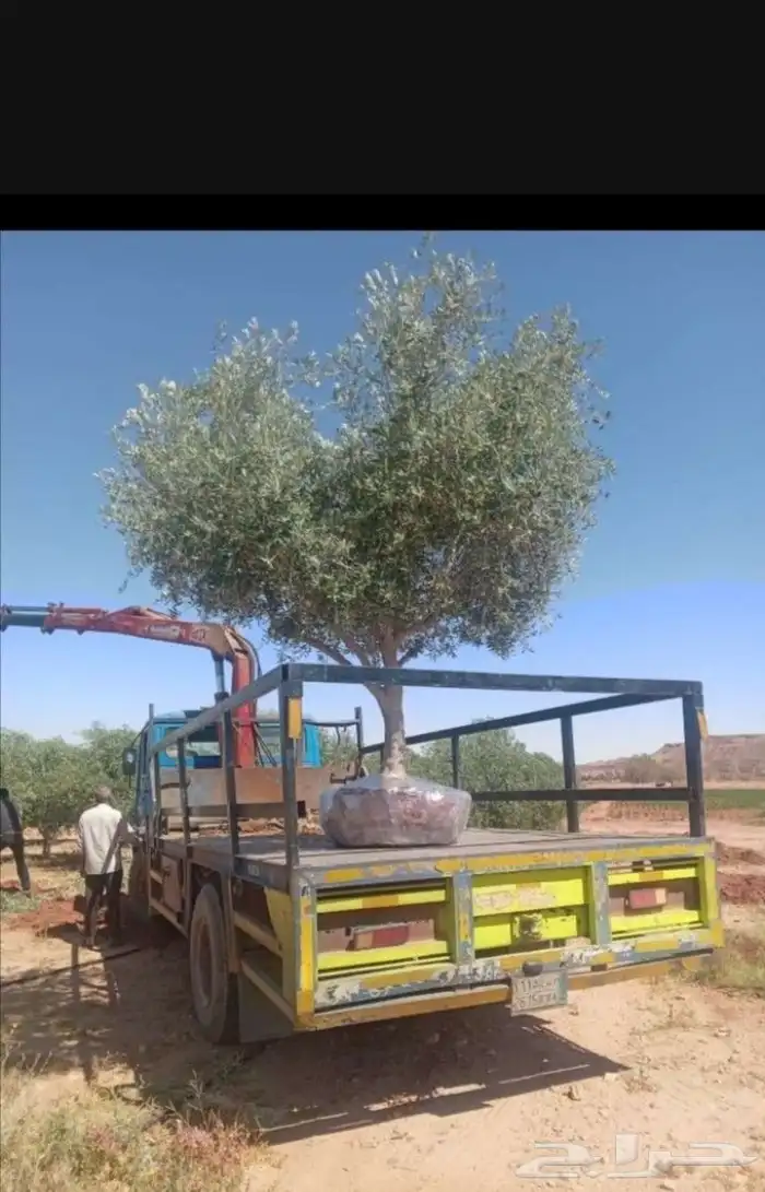 مشتل زراعي 0