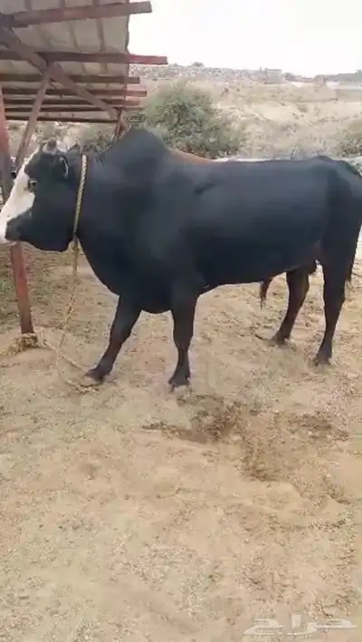 ثور جرسي 0