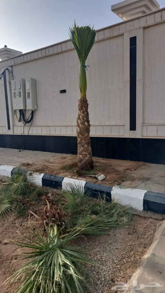 نخل وشنطونيا لزينت القصور والفلل والاستراحات والبيوت 4