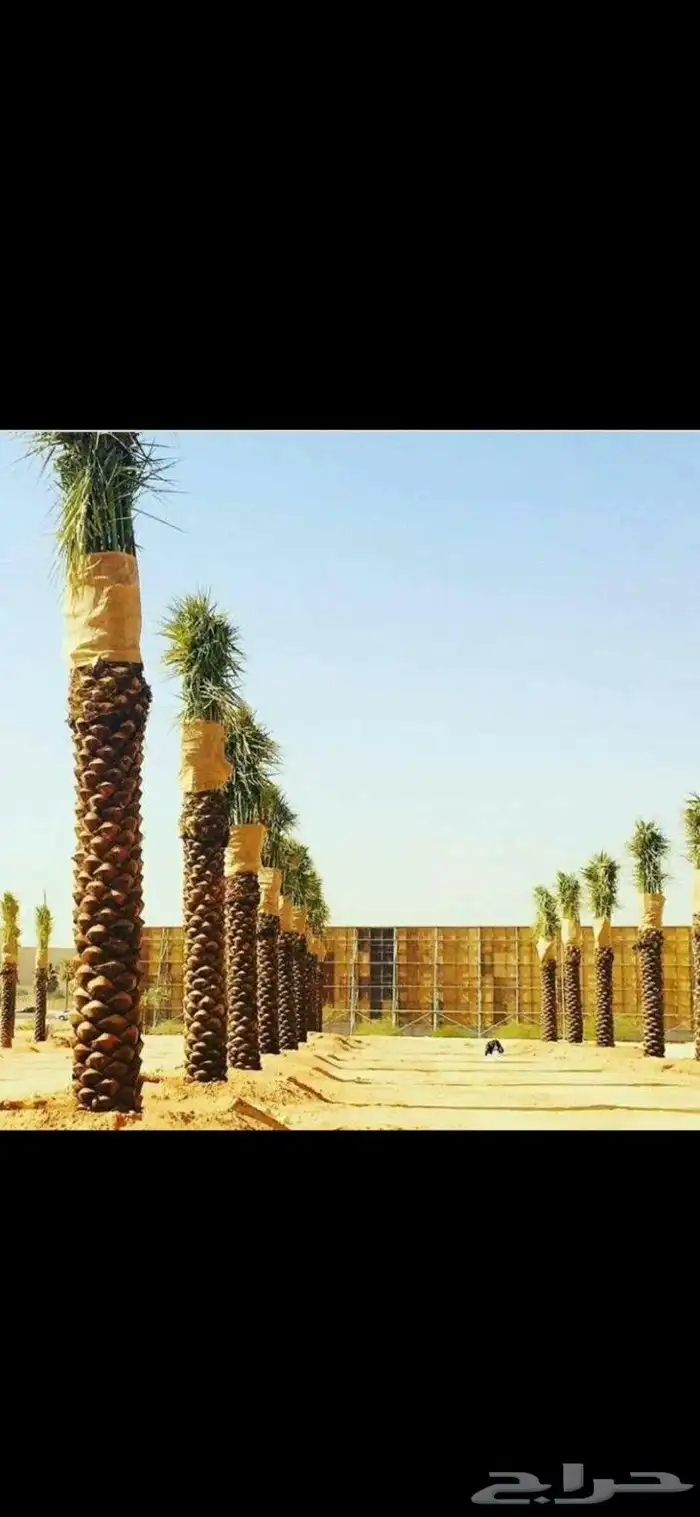 نخل واشنطن أمريكي ونخل عربي مثمر 6