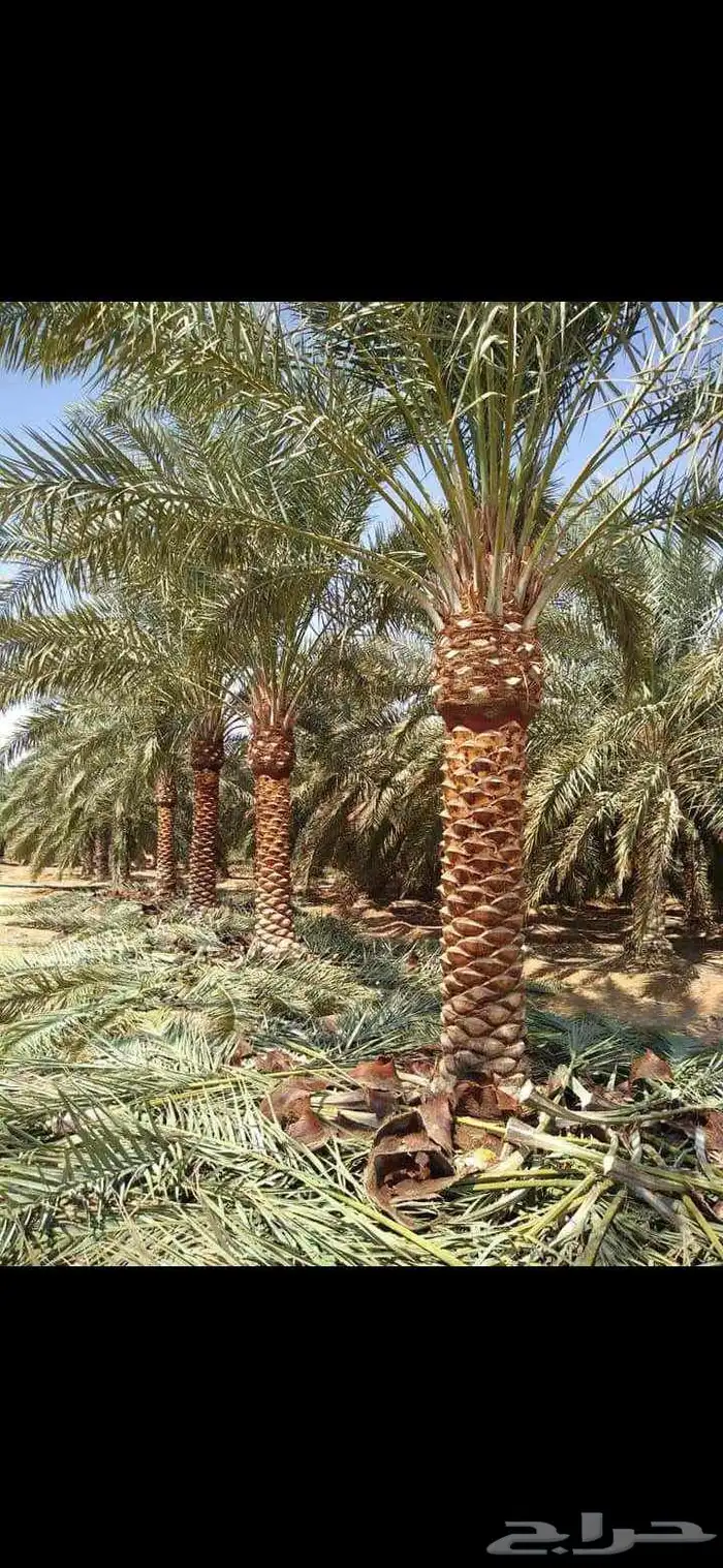 نخل واشنطن أمريكي ونخل عربي مثمر 4