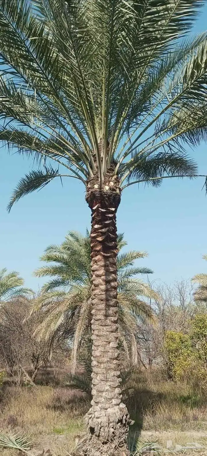 ابوياسين لبيع جميع انواع النخيل البلدي والواشنطن والفسيل 2