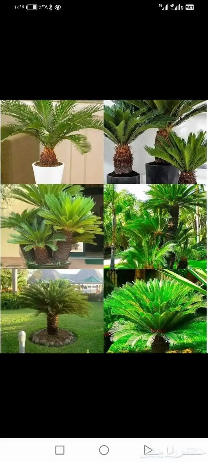 مشتل زراعي 1
