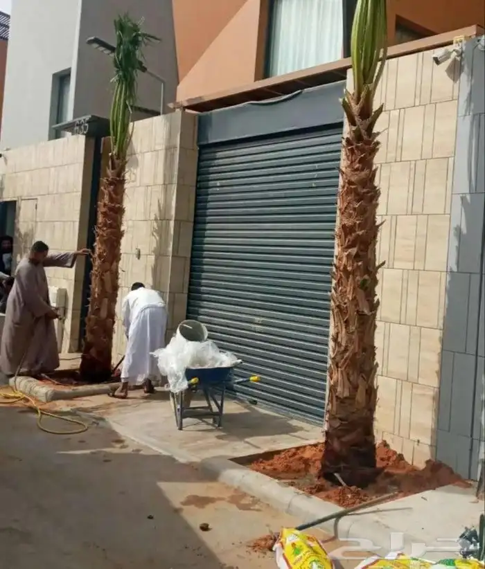 زراعه.النخيل.وتركيب.الشبوك 9